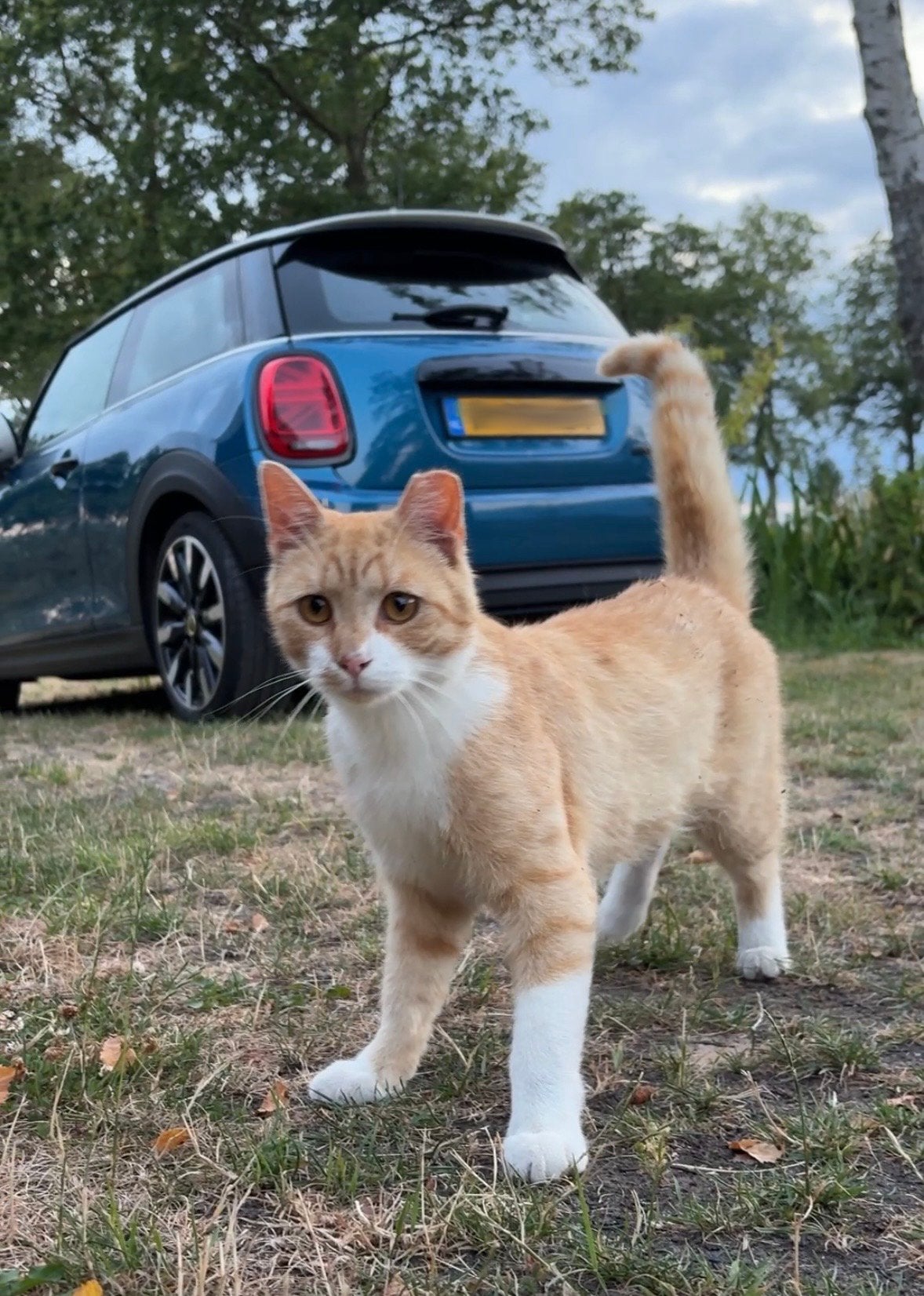 Lieve gecastreerde kater zoekt eigen huis, Kater, Kortharig, 0 tot 2 jaar