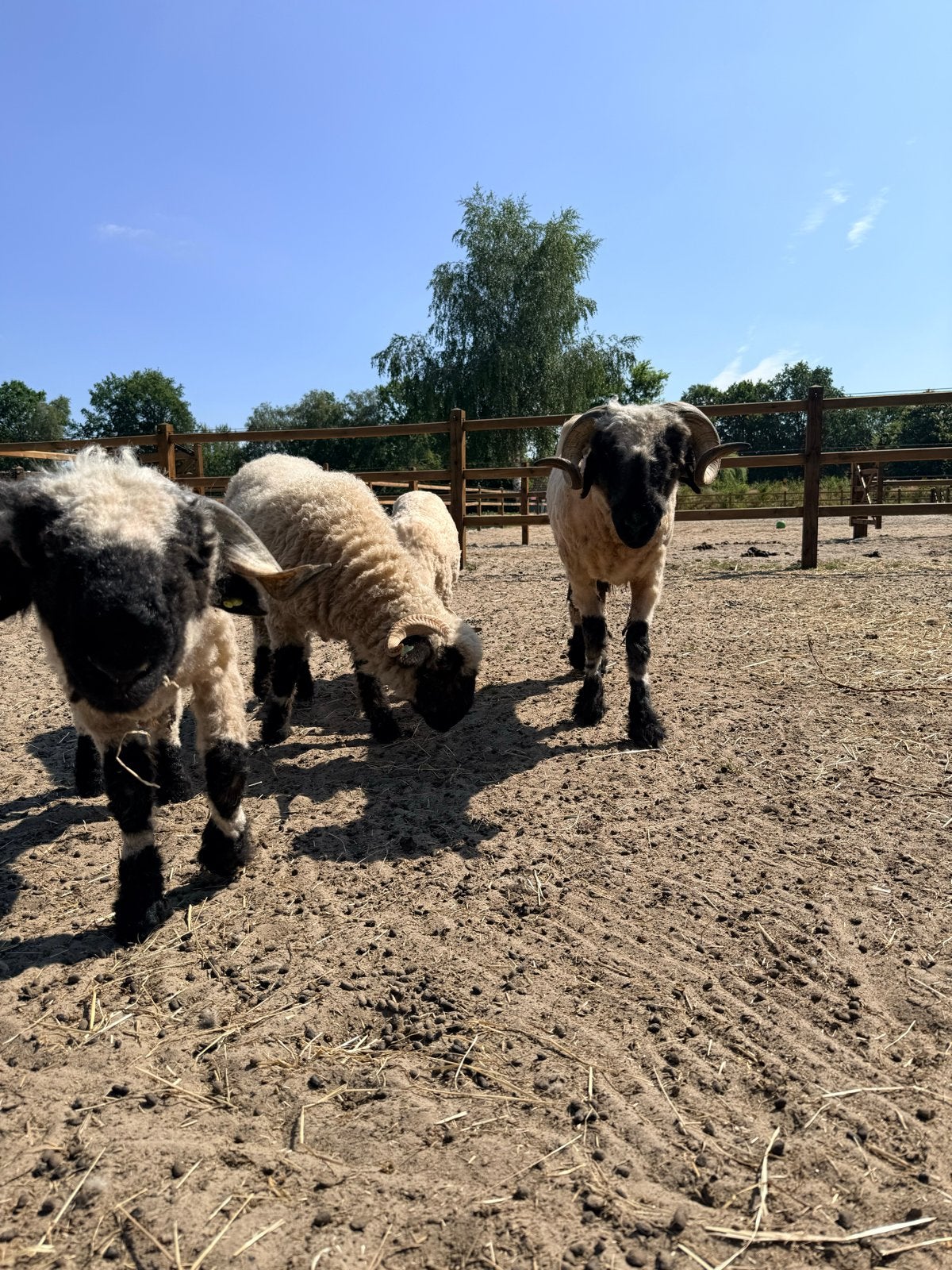 Koppeltje Wallischer Scharznase schapen, Meerdere dieren, Schaap