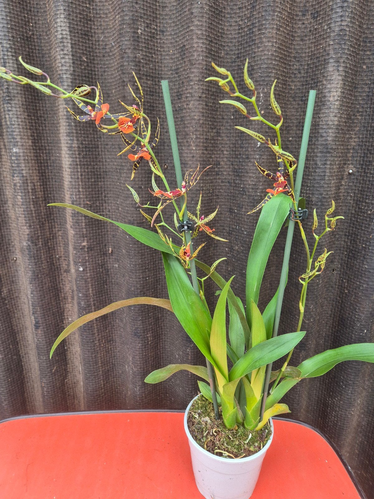 Orchidee Cambria p12 (1)