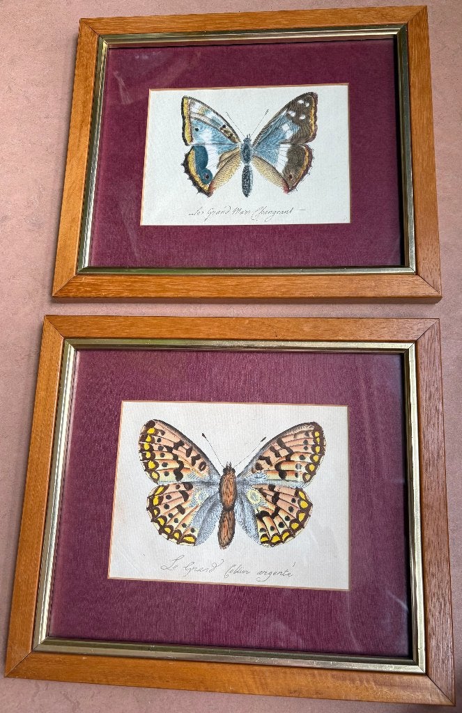 Twee fraaie ingekleurde gravures van vlinders, 34 cm, Ingelijst, 29 cm, Ophalen of Verzenden