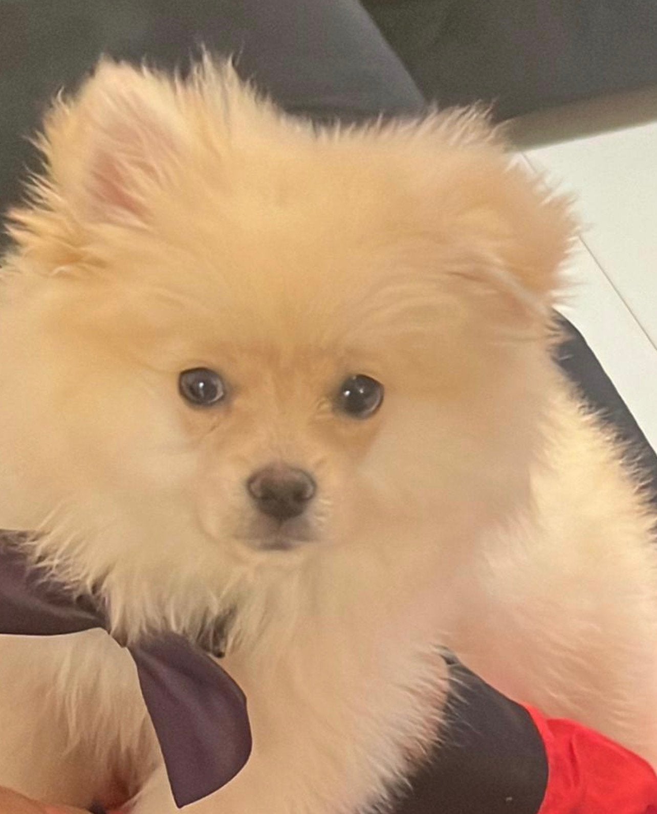 Pommeriaan, Dieren en Toebehoren, Particulier, Keeshond, Reu, CDV (hondenziekte)