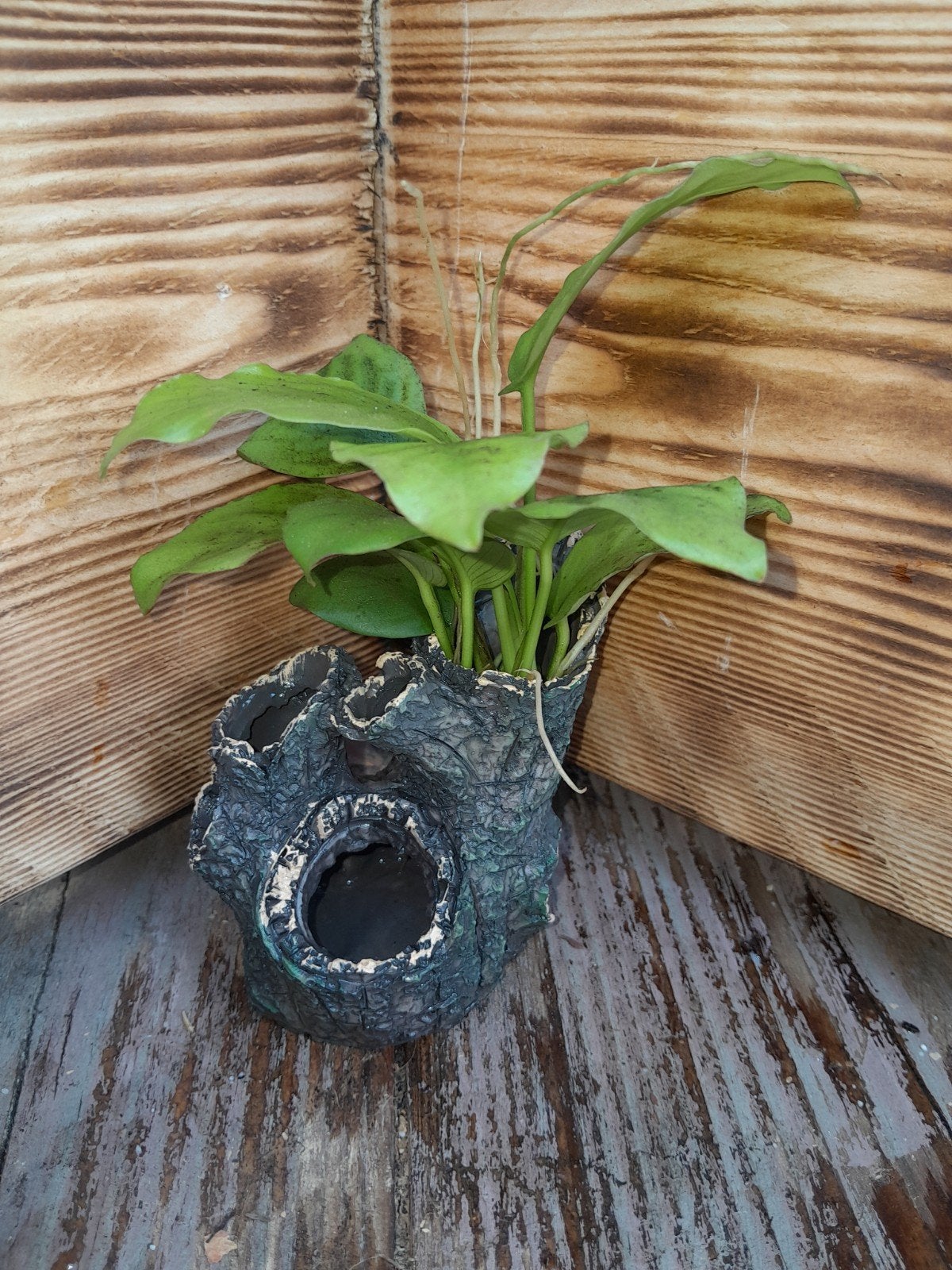 aquarium ornament met anubia, Dieren en Toebehoren, Ophalen