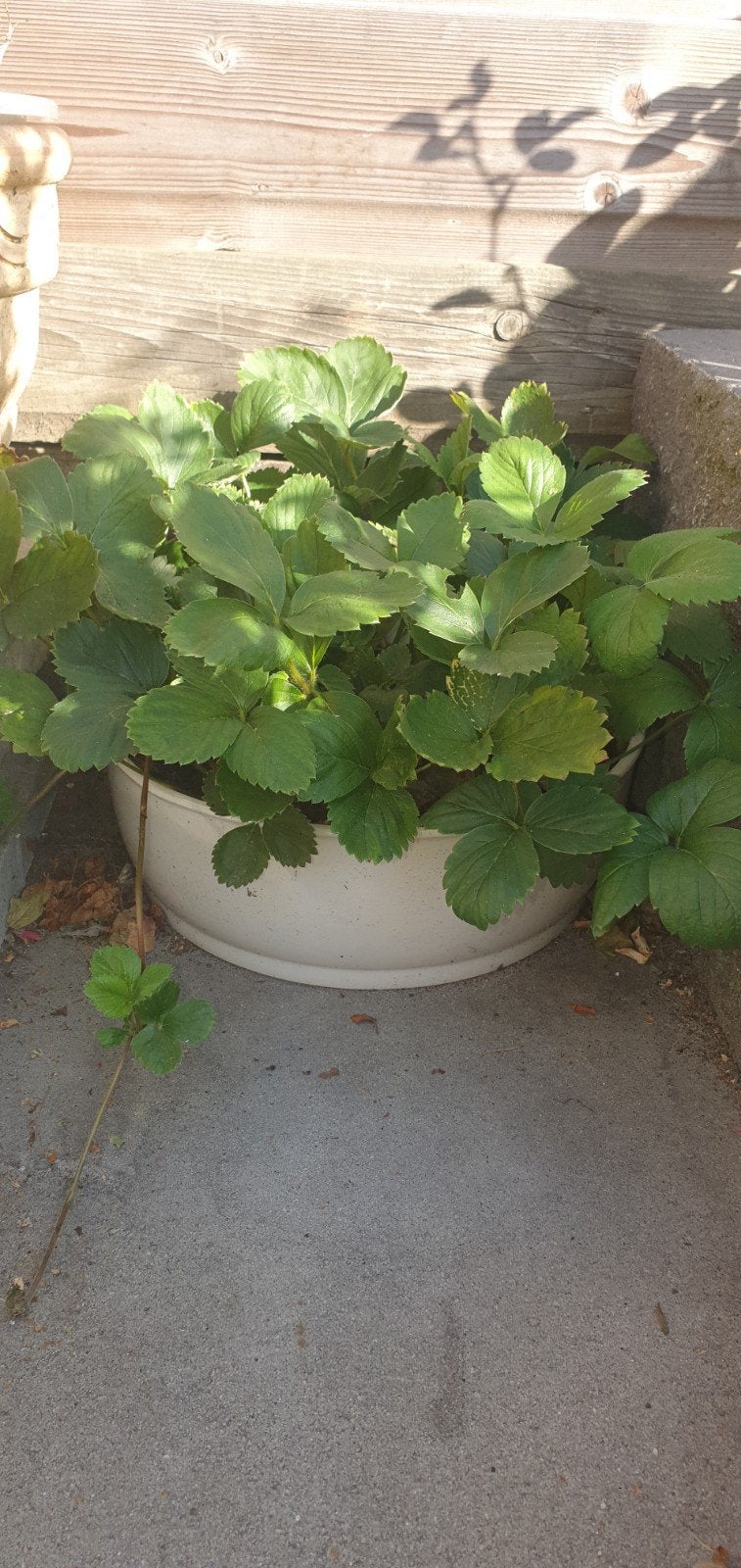 Aardbeienplanten in grote bloempot, Tuin en Terras, Bloembakken en Plantenbakken, Ophalen, Overige materialen, Gebruikt, Minder dan 30 cm