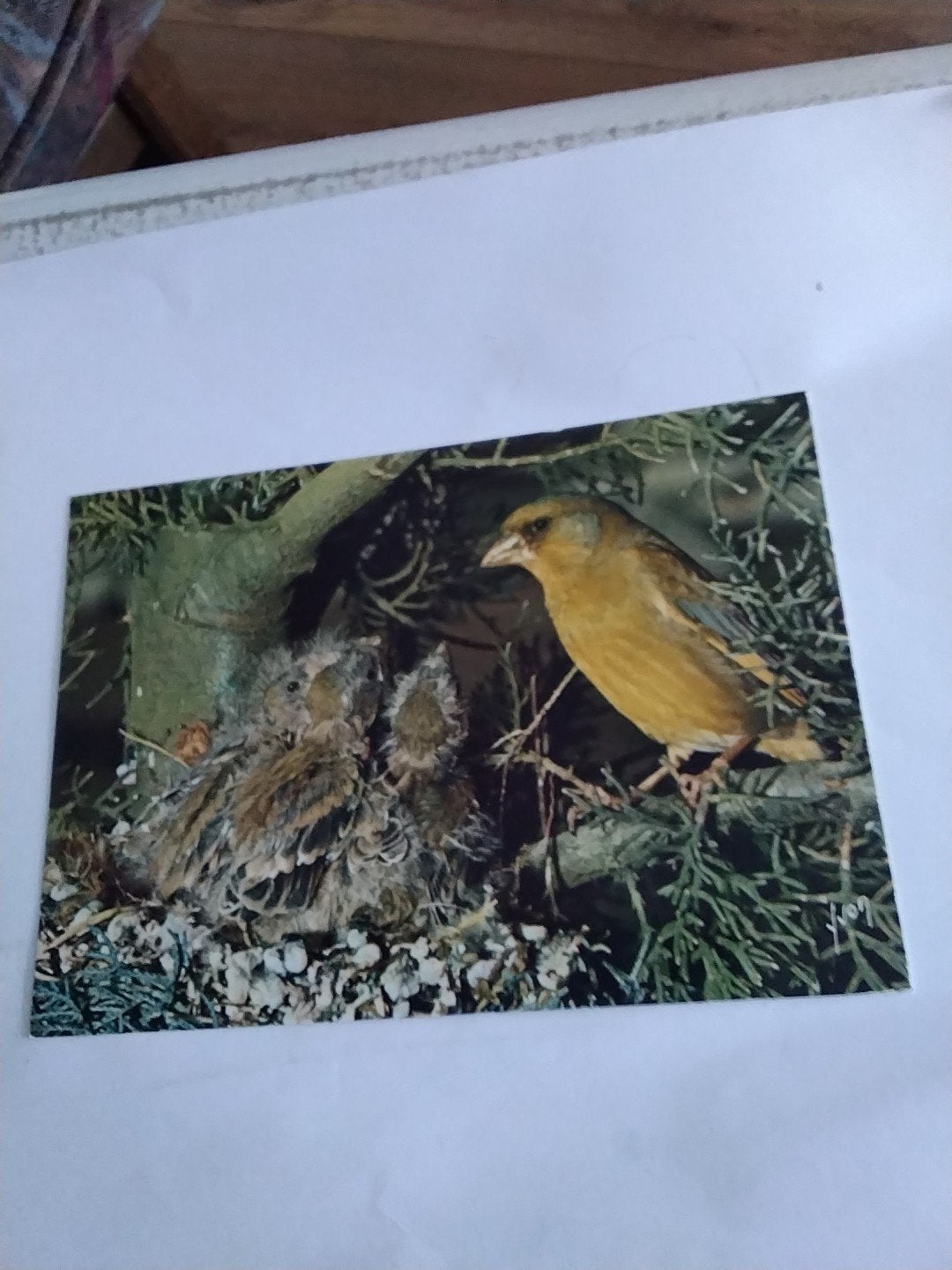 Oude ansichtkaart: Groenling met jongen in nest, Ophalen of Verzenden, 1940 tot 1960, Gelopen, Natuur