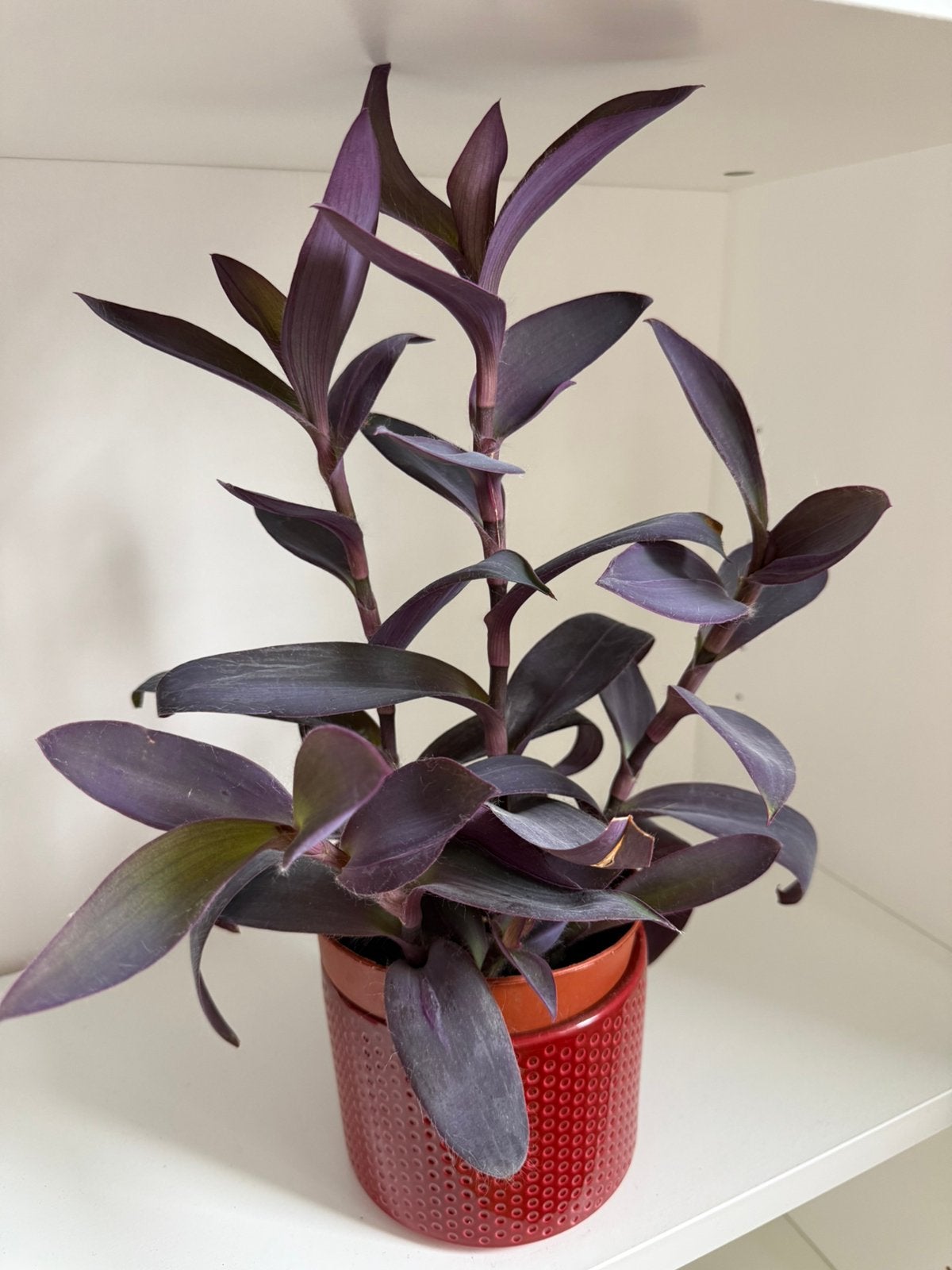 Houseplant, Ophalen, Halfschaduw, Minder dan 100 cm