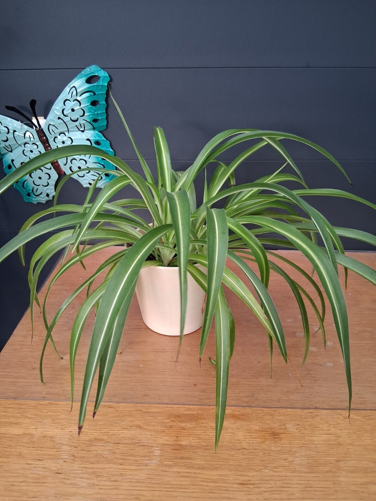 Gezonde Graslelie (Chlorophytum) in Pot, Ophalen, Overige soorten, Halfschaduw, In pot