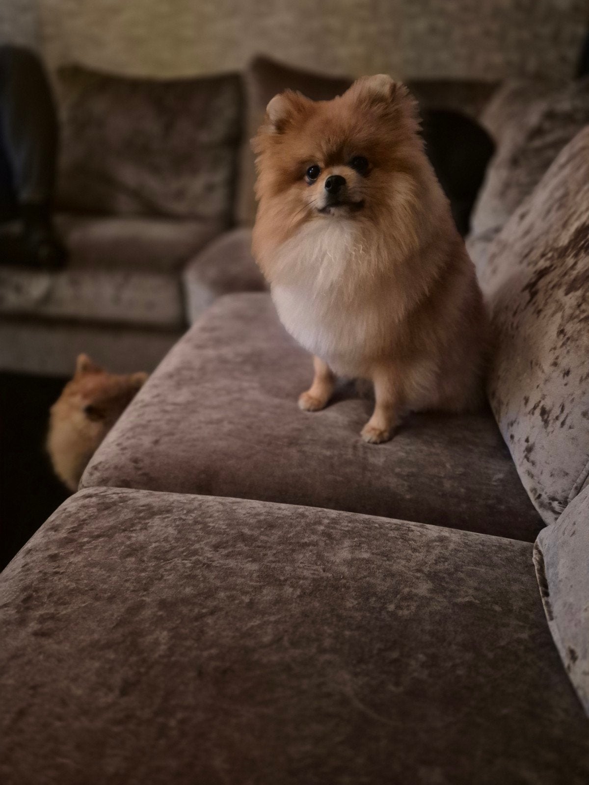 mooie lieve dekreu!, Dieren en Toebehoren, Reu, 1 tot 2 jaar, Eén hond, Nederland