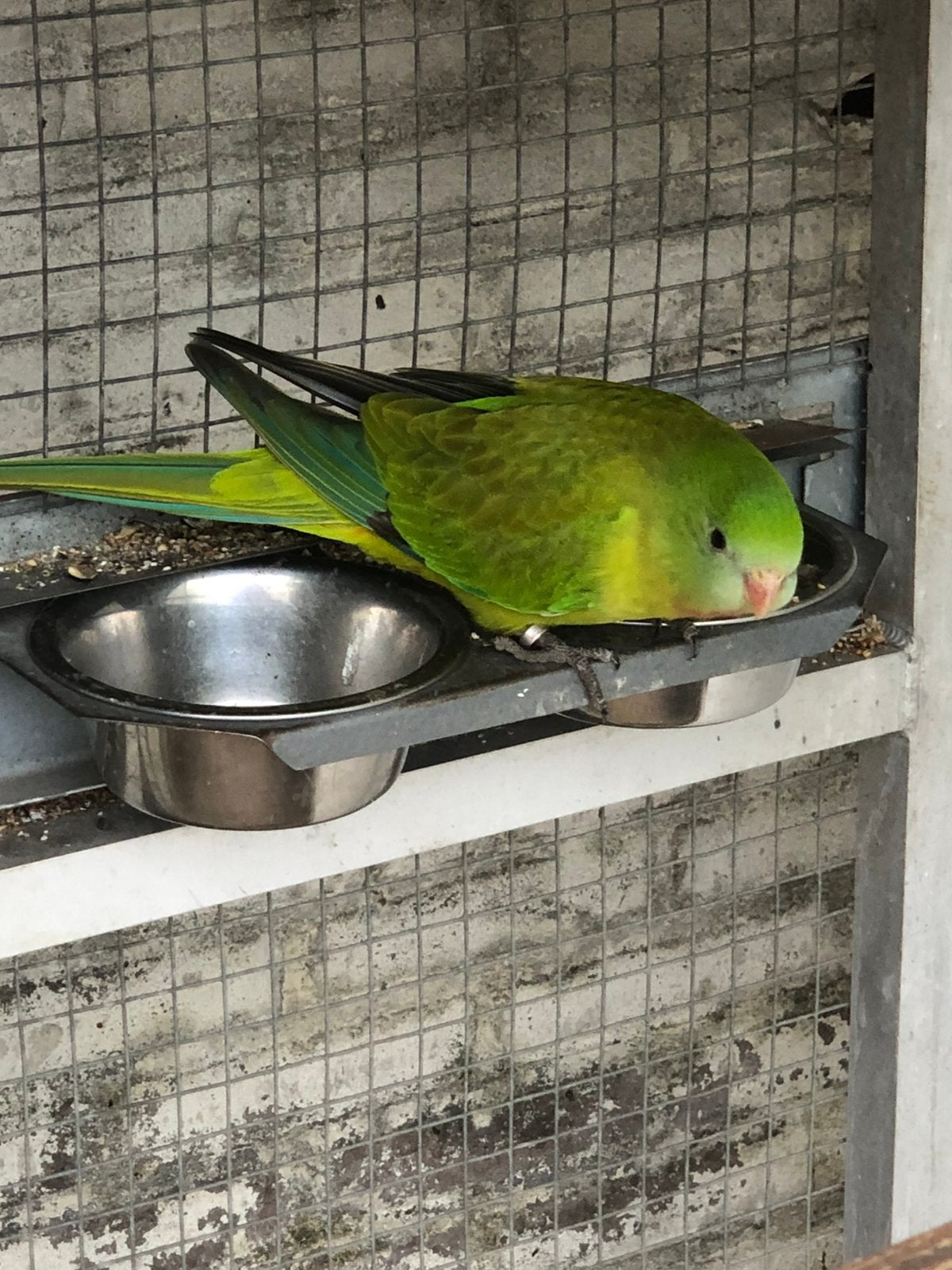 Gezoomde barraband, Dieren en Toebehoren, Vogels | Parkieten en Papegaaien, Meerdere dieren, Parkiet