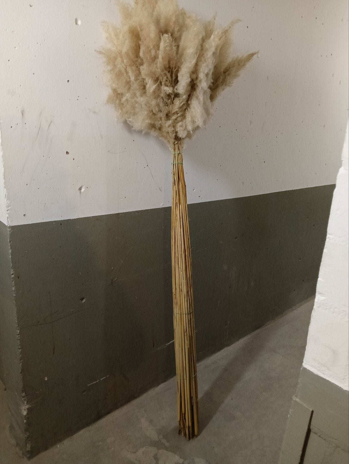 Grote bos gedroogd pampasgras - natuurlijke decoratie, Beige, Boho, Nieuw, Ophalen of Verzenden