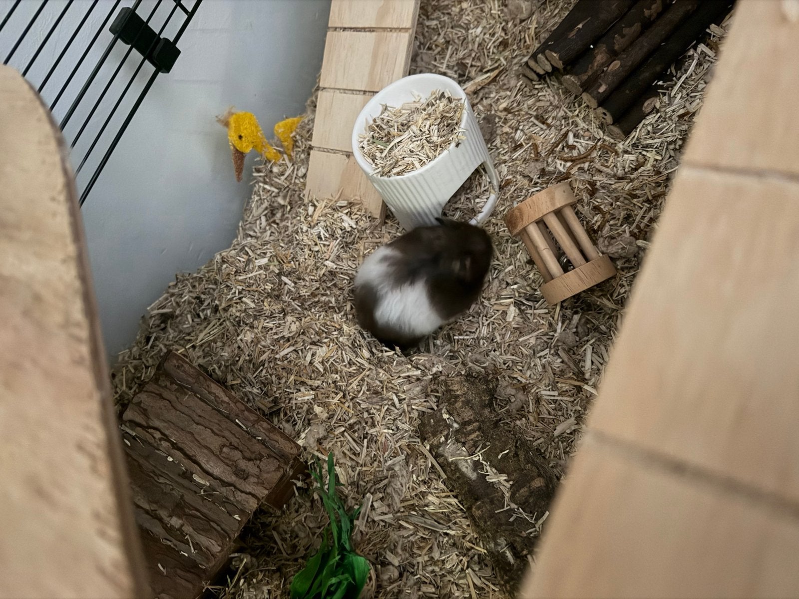 Goudhamster, Hamster, Mannelijk, Tam, Oktober
