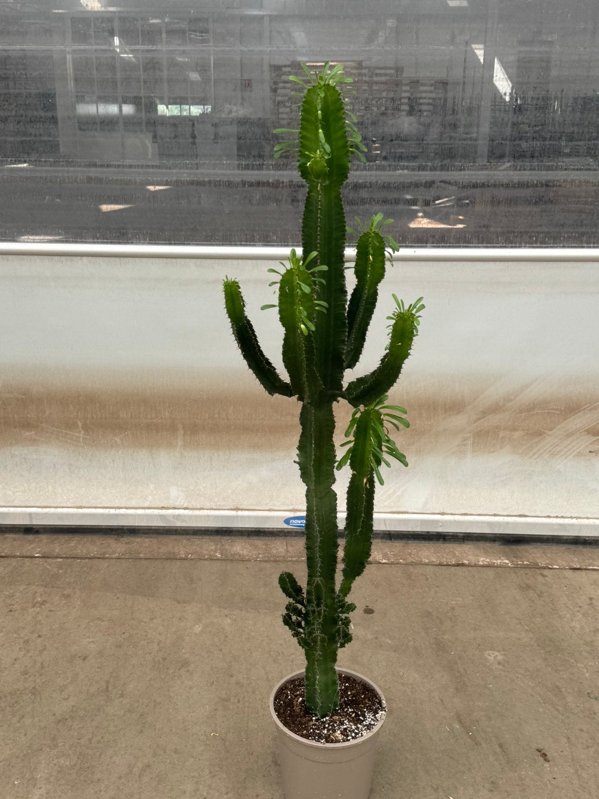 Cactus euphorbia p 27 cm h 160 cm, Ophalen, Cactus, Halfschaduw, 150 tot 200 cm