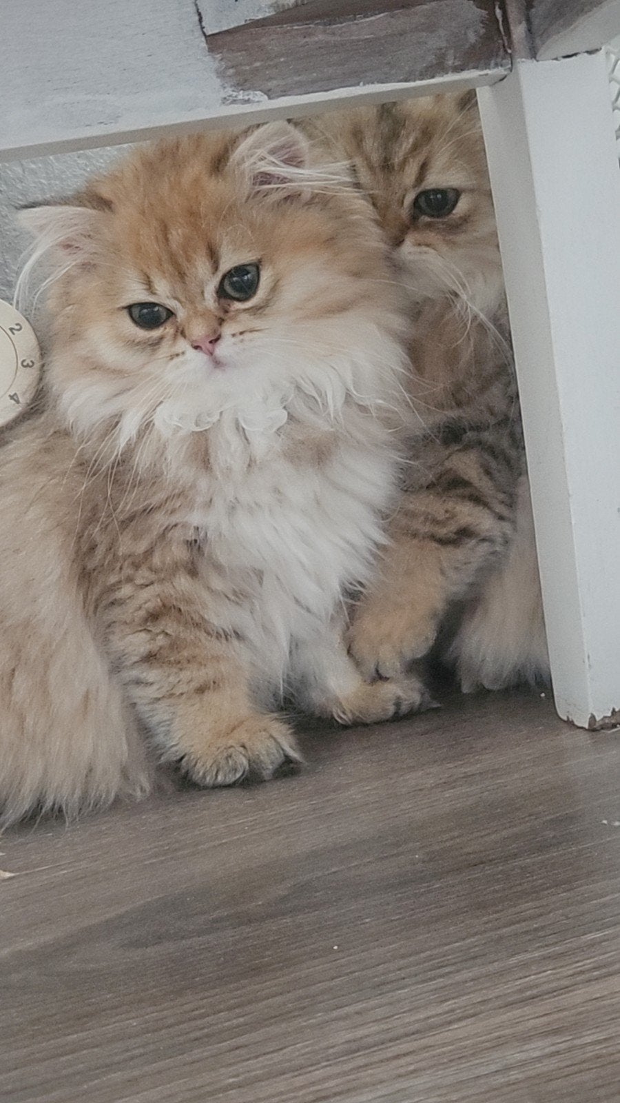 Prachtige British Longhair Kitten, Poes, Ontwormd, 0 tot 2 jaar