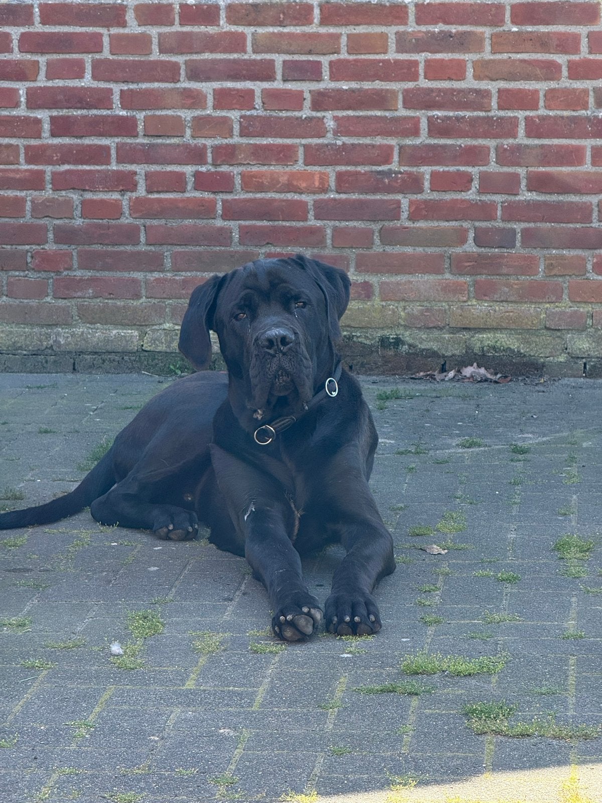 Nieuw thuis gezocht voor lieve Cane Corso/ Boerboel, Parvo, 15 weken tot 1 jaar, Reu, Groot