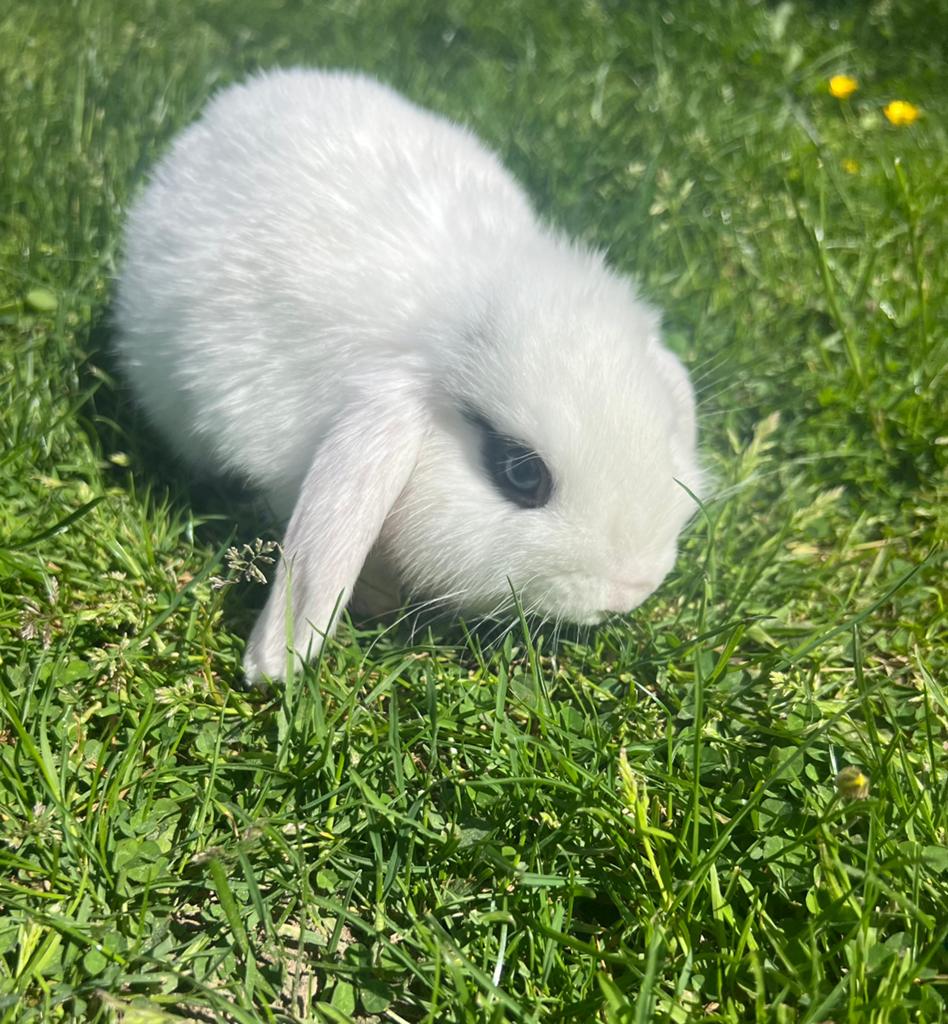 NHD hangoor dwerg konijn, Dieren en Toebehoren, Konijnen, Mannelijk, Dwerg, Hangoor