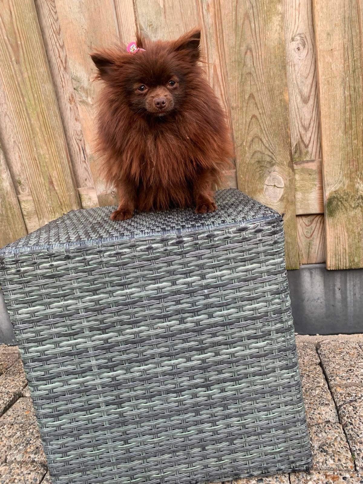 Pomeriaan teefje choco merle, Dieren en Toebehoren, Honden | Chihuahua's en Gezelschapshonden, 1 tot 2 jaar, Teef, Parvo, Eén hond