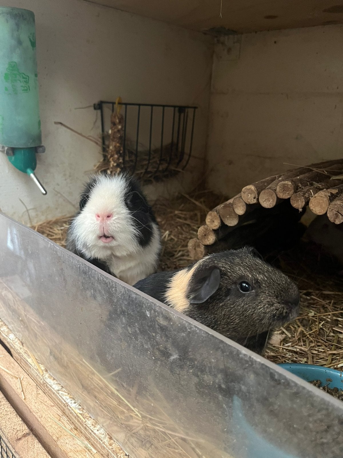 Beren duo Tex & Ash, Cavia, Mannelijk, Januari, Tam