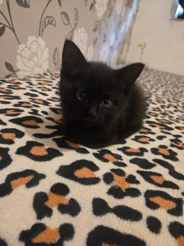 Kittens broertje en zusje!, Meerdere dieren, Kortharig, 0 tot 2 jaar