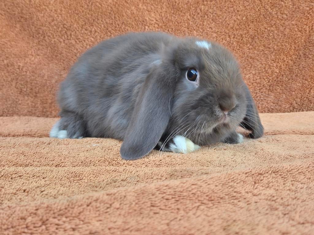 Lief  gecastreert choco bont NHD rammetje bruin castraat, Mannelijk, Dwerg, Hangoor, 0 tot 2 jaar