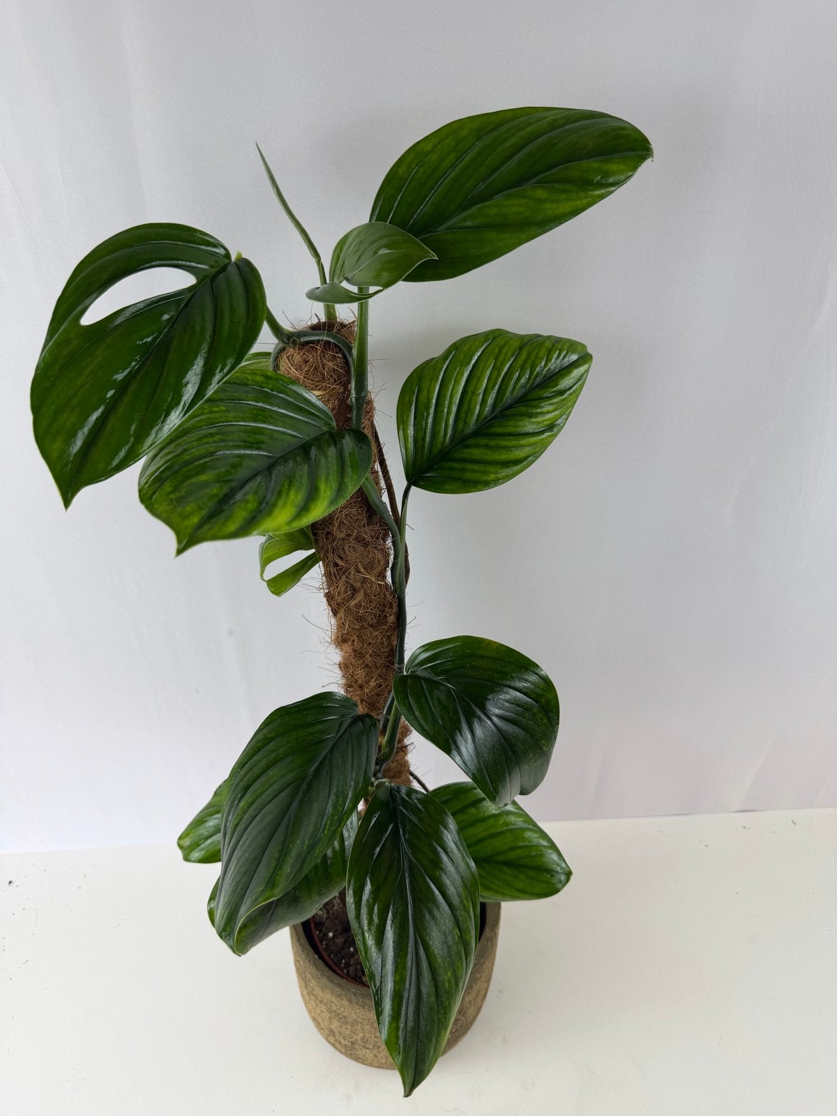 Monstera aureopinnata, Huis en Inrichting, Kamerplanten, Ophalen of Verzenden