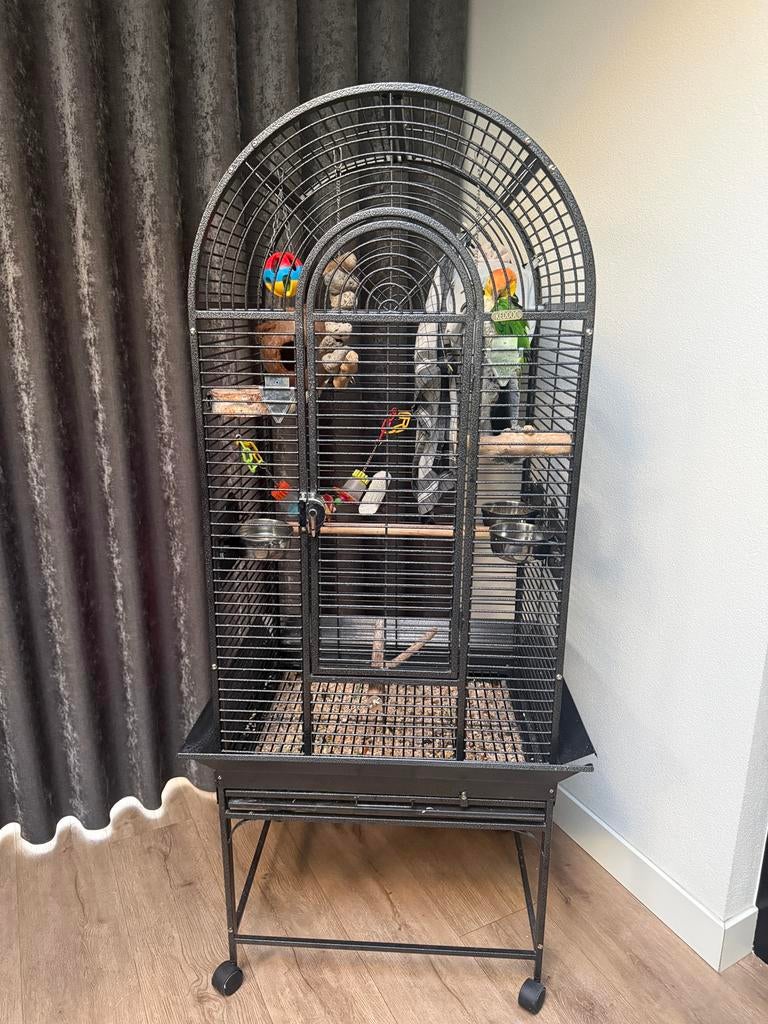 Caique met kooi en papieren, Dieren en Toebehoren, Vogels | Parkieten en Papegaaien, Mannelijk, Papegaai, Tam