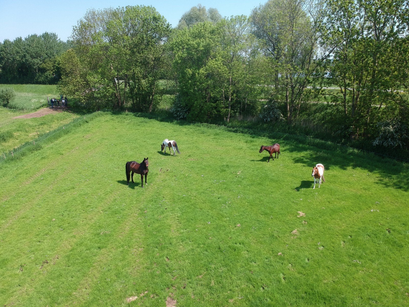 Enkele stallen vrij in Zwartewaal, Weidegang, 2 of 3 paarden of pony's
