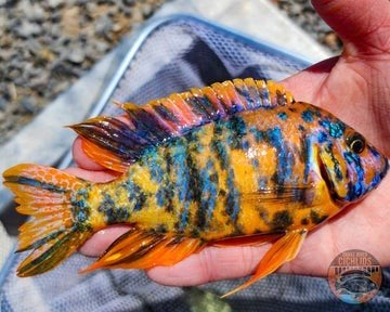 Laatste Aulonocara Orange Blotched showman!, Vis