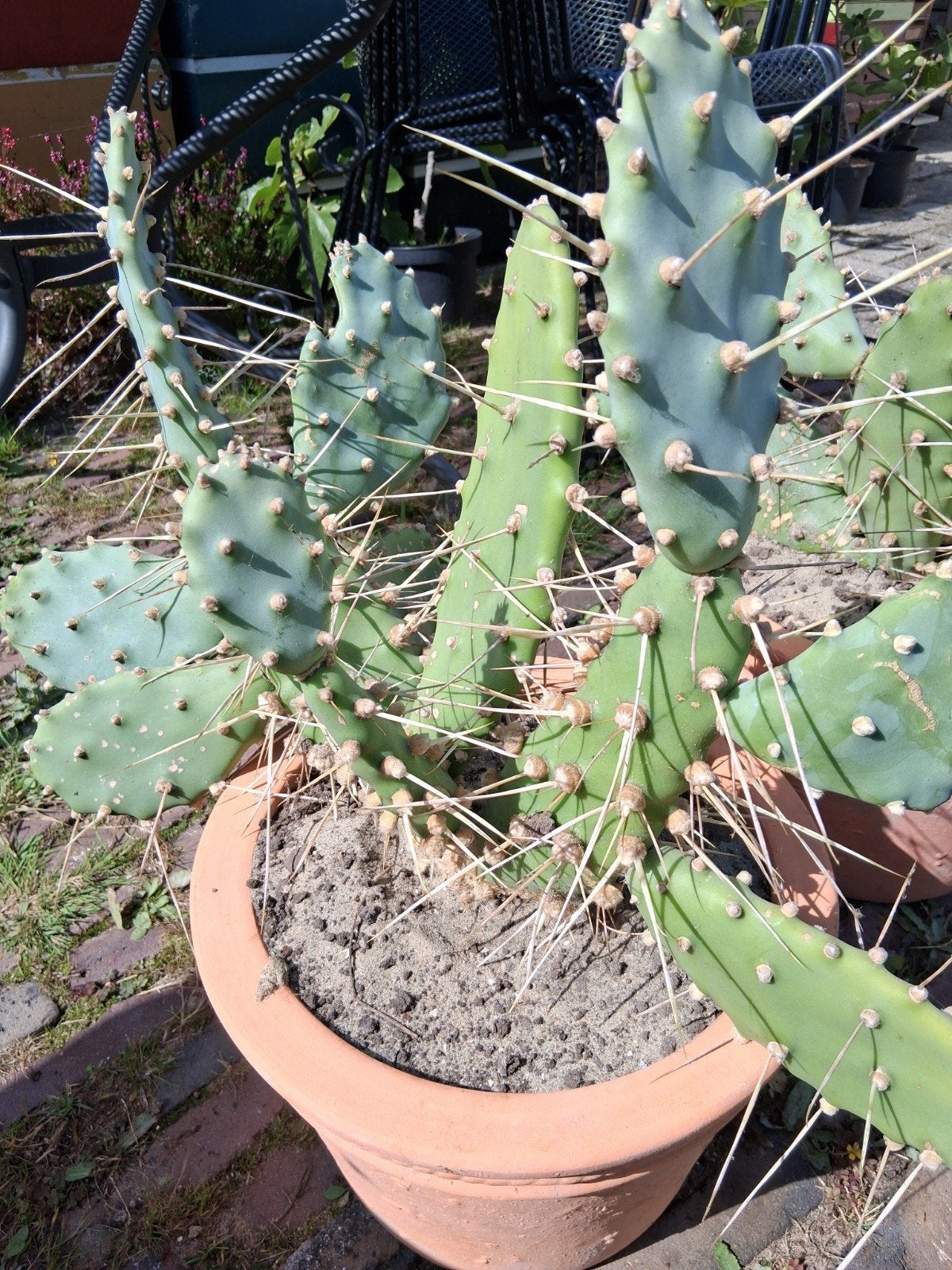cactus planten 2st, Ophalen of Verzenden, Overige soorten, Volle zon