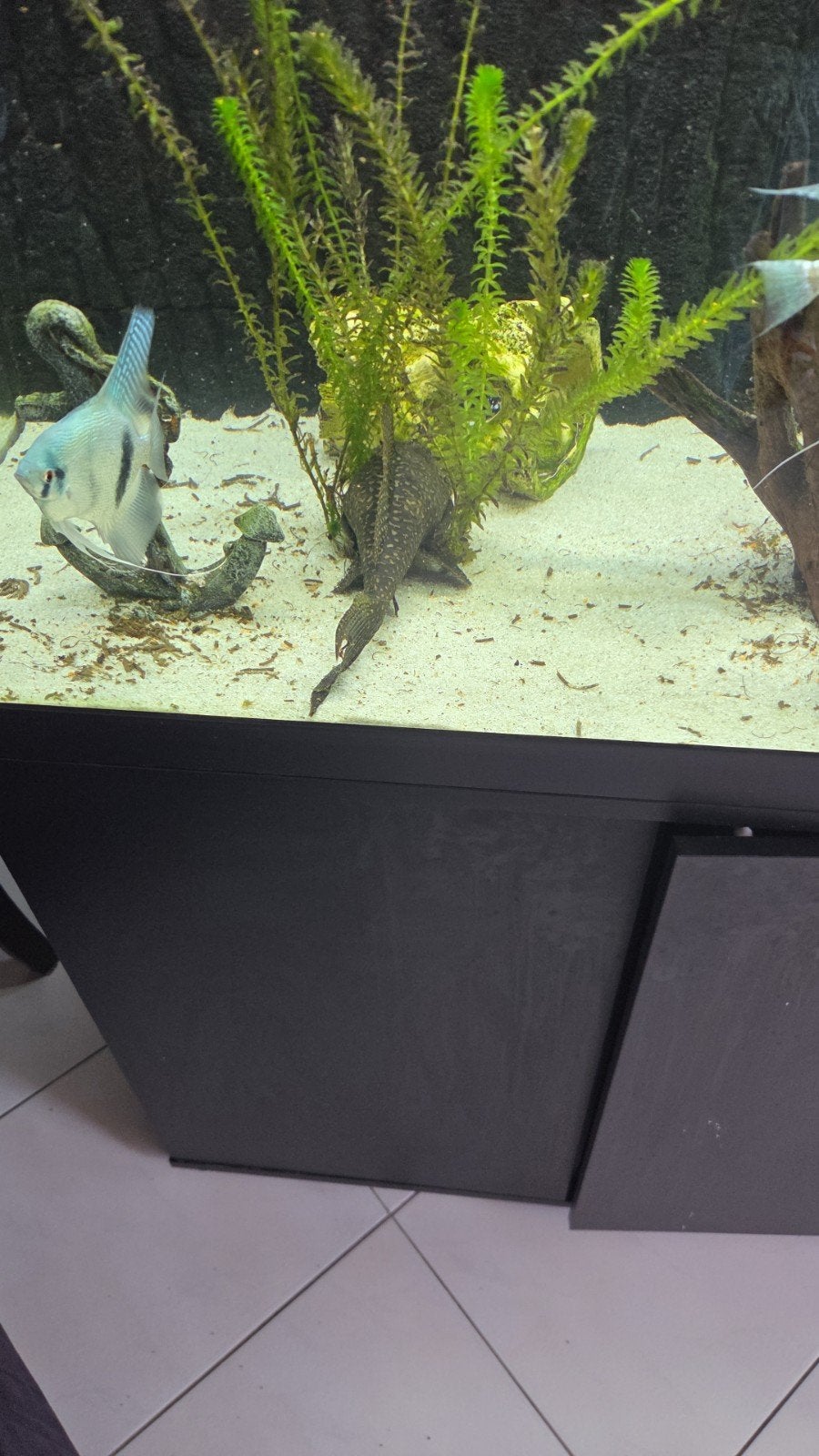 Pleco bieden, Ophalen