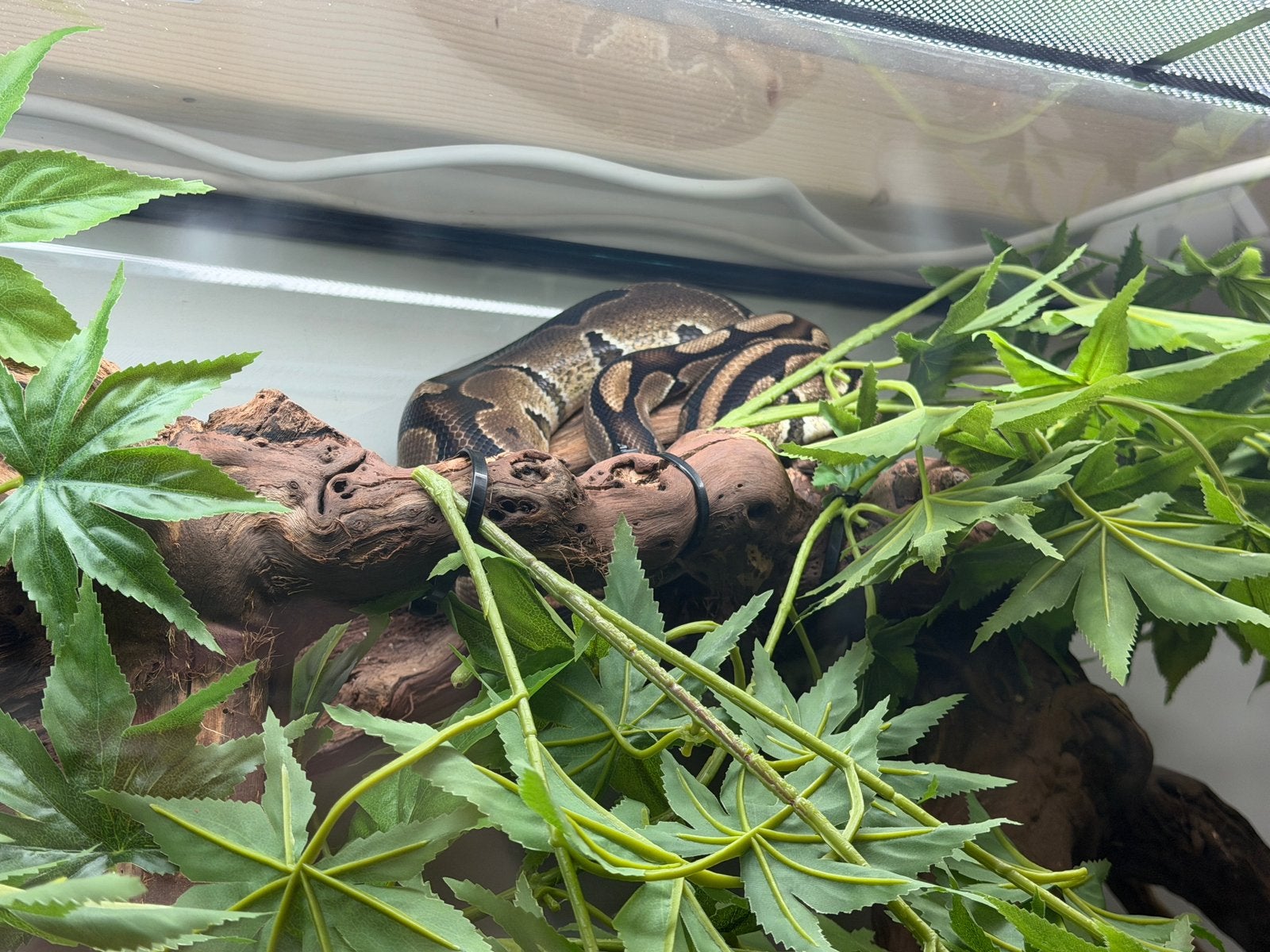Konings python te koop 5 jaar Ball Python - unknown for sale from Laro