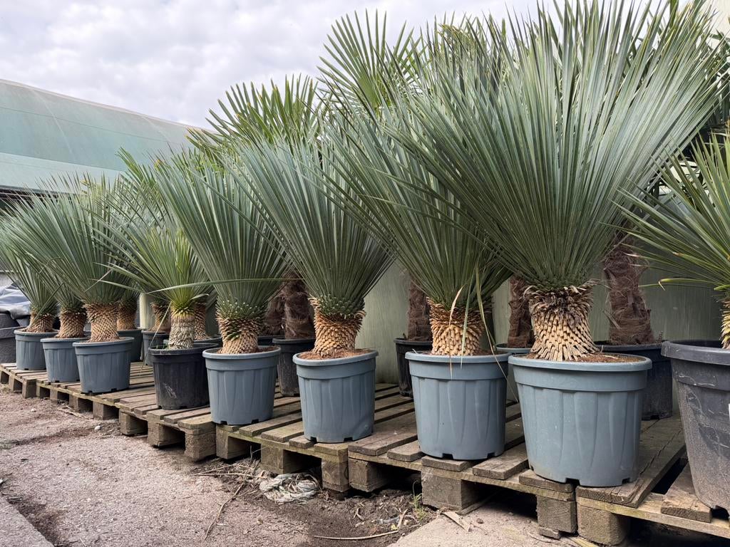 Yucca rostrata’s op stam, Ophalen of Verzenden