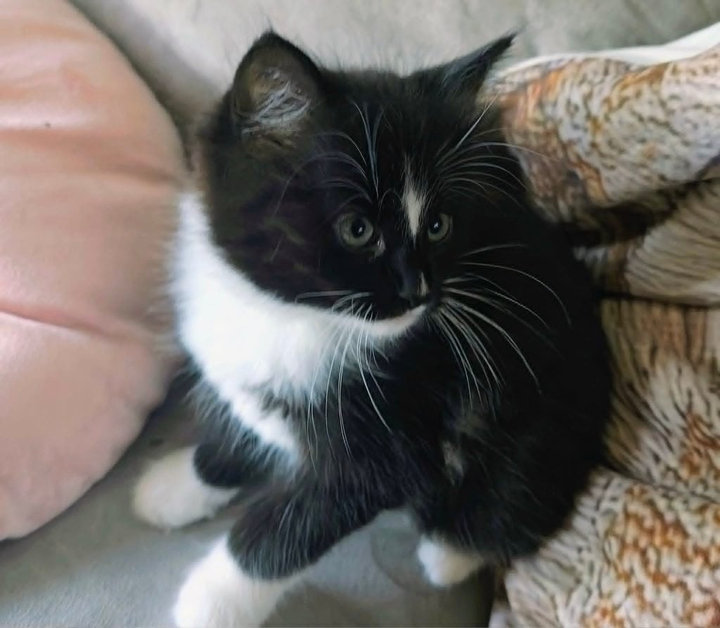 Ragdoll Kittens, Meerdere dieren, Ontwormd, 0 tot 2 jaar