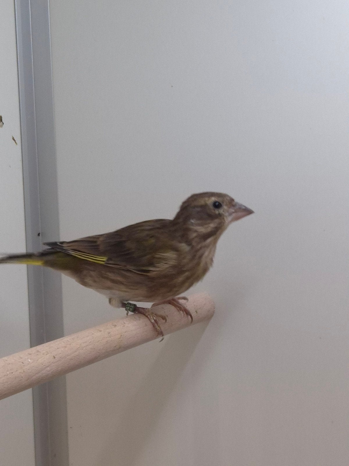 Ruime voorraad tropische vogels en europese cultuurvogels, Meerdere dieren, Tropenvogel, Geringd