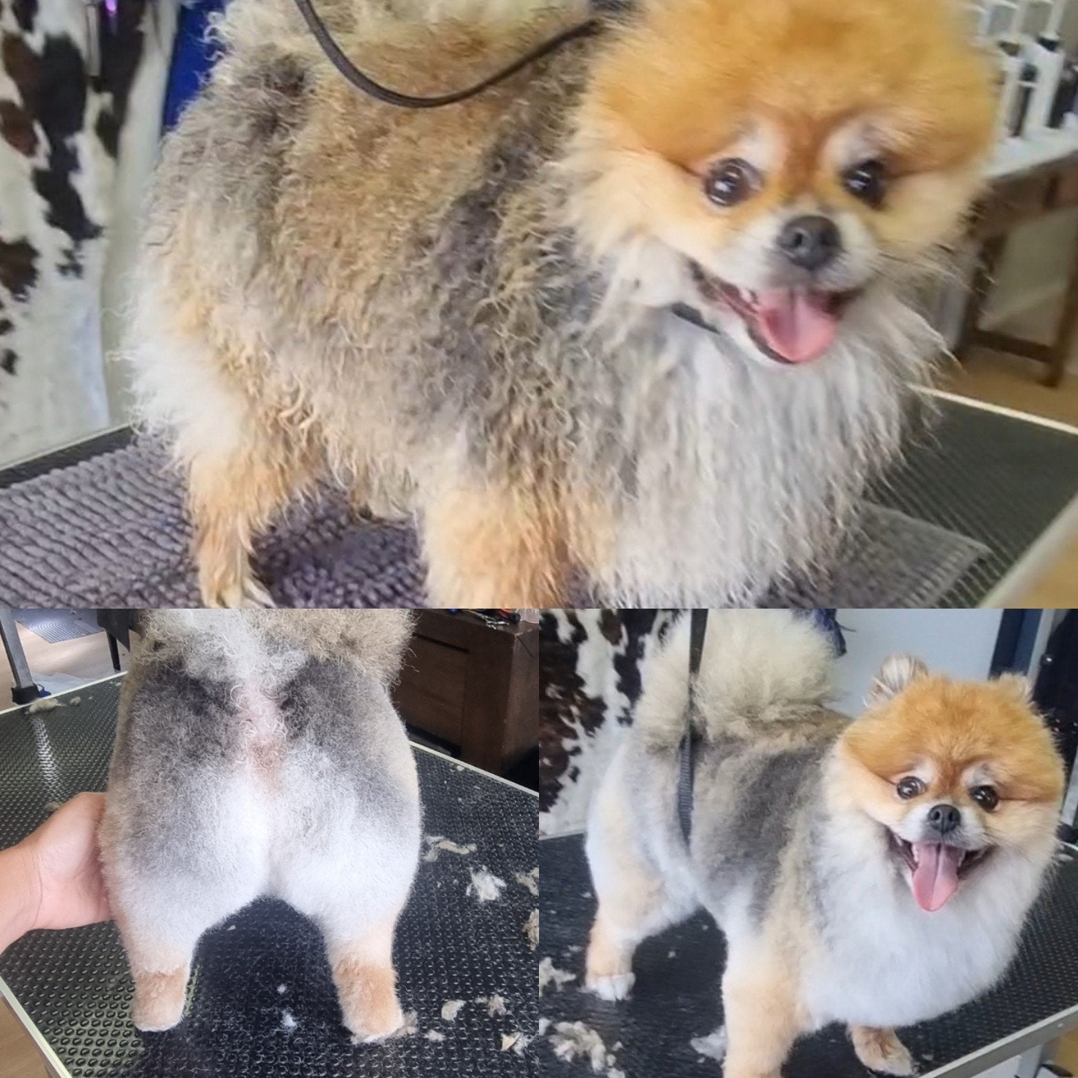 groomer trimsalon hondenkapper trimmer, Dieren en Toebehoren, Ophalen of Verzenden