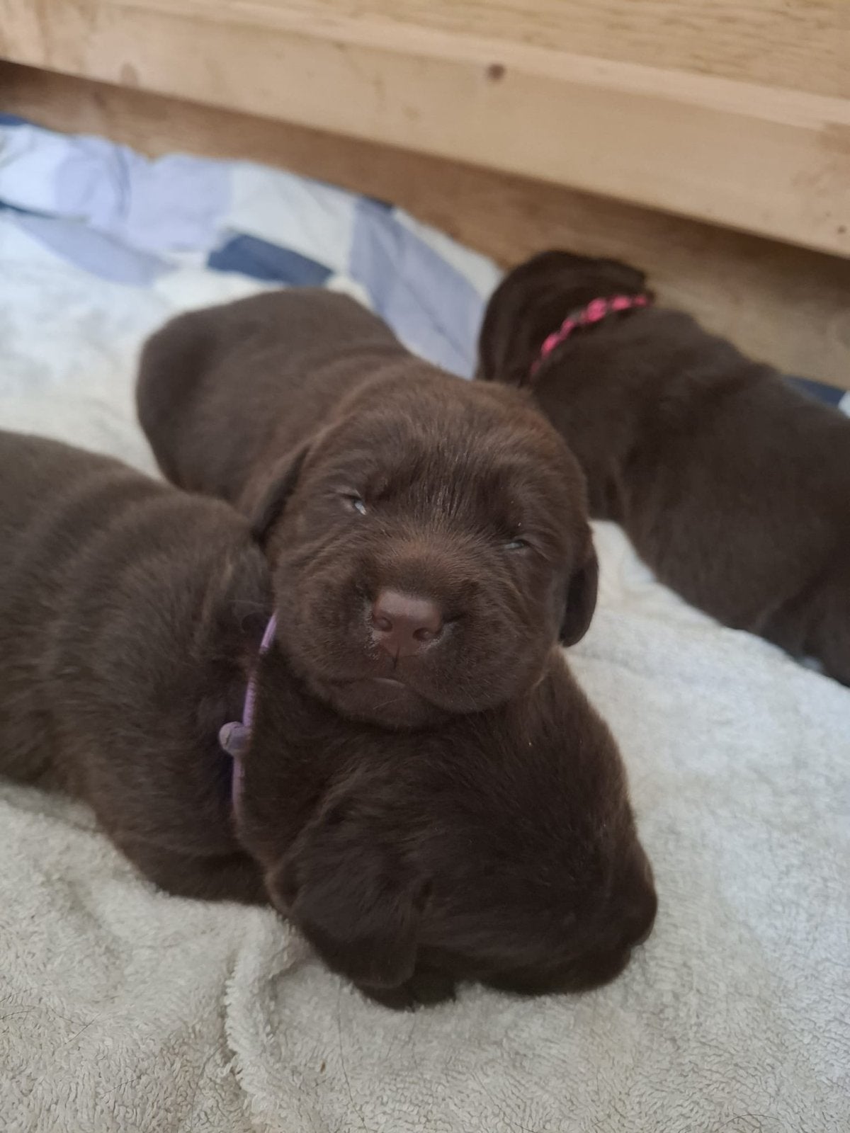 lieve chocolade bruin  stamboom labrador puppys, Dieren en Toebehoren, Honden | Retrievers, Spaniëls en Waterhonden, Parvo, 8 tot 15 weken