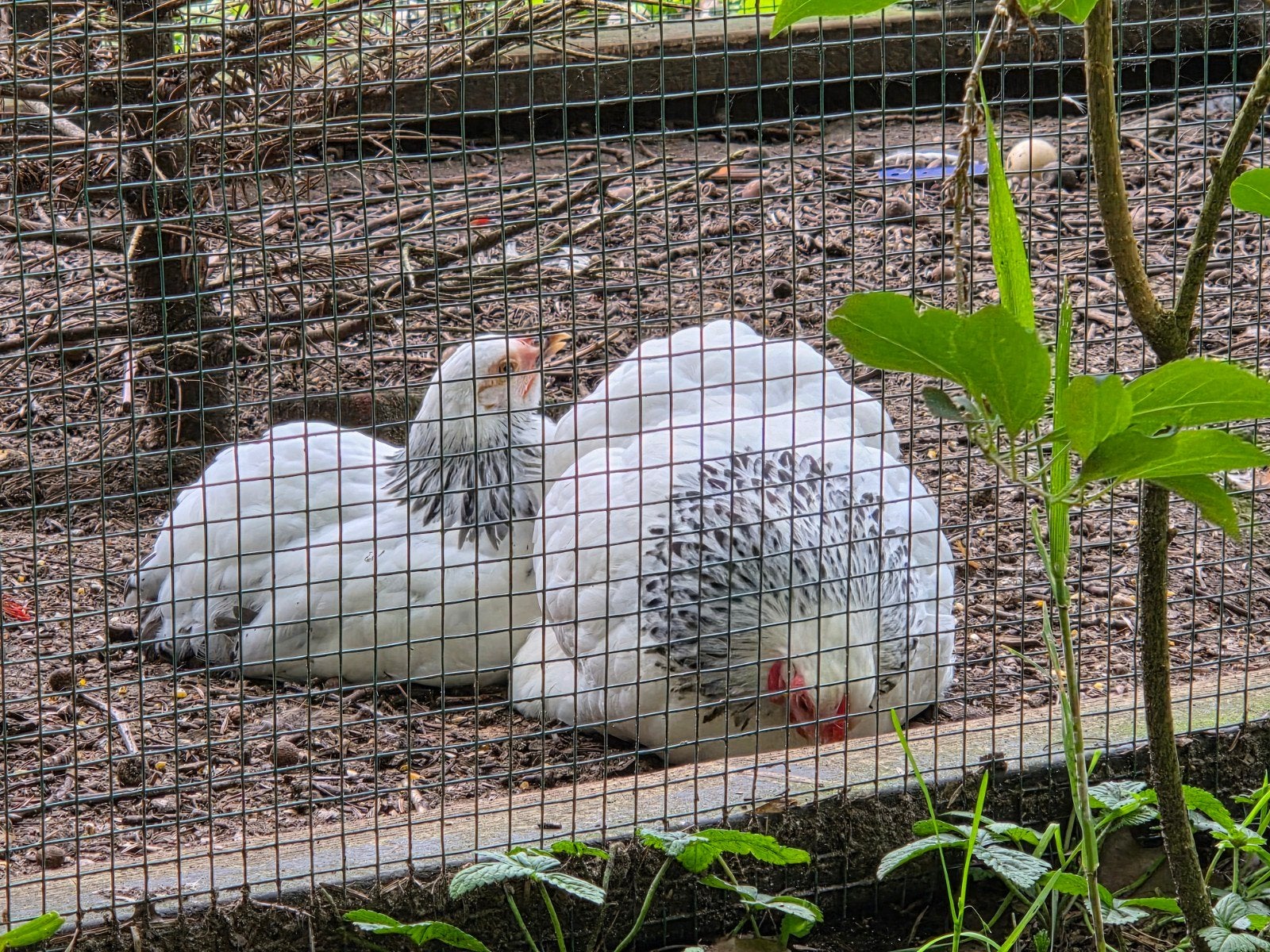 3x wyandotte kriel hennen, Dieren en Toebehoren, Pluimvee, Vrouwelijk, Kip