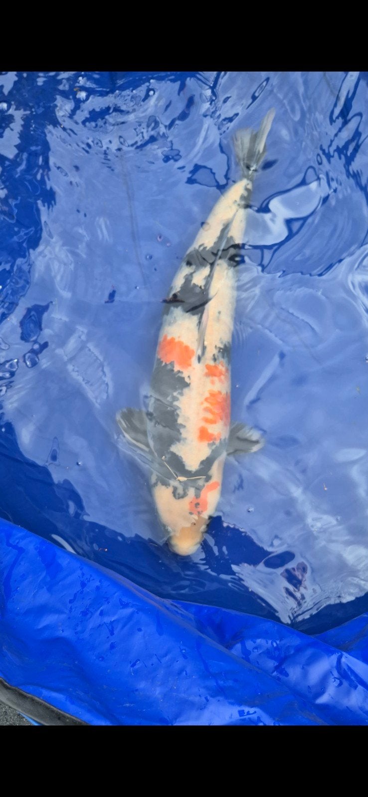 showa, Dieren en Toebehoren, Karper of Koi