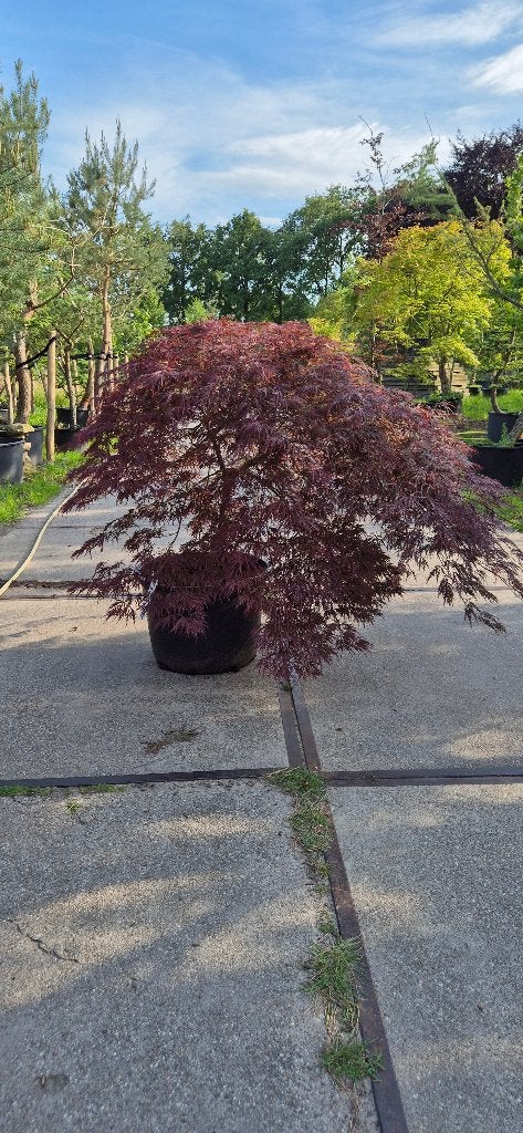 Acer palmatum Garnet, Tuin en Terras, Planten | Bomen, Ophalen, Bloeit niet, Halfschaduw, Overige soorten