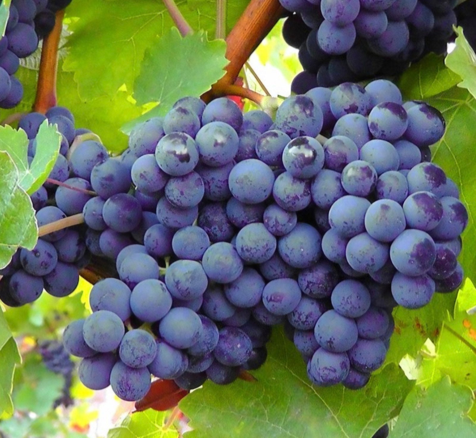 Planten van Blauwe druif, Ophalen, Volle zon, Vaste plant, Zomer