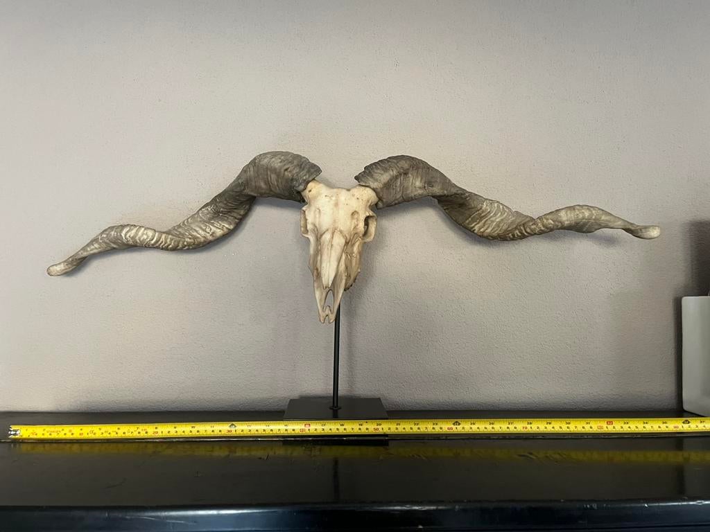 Skull, Ophalen, Zo goed als nieuw
