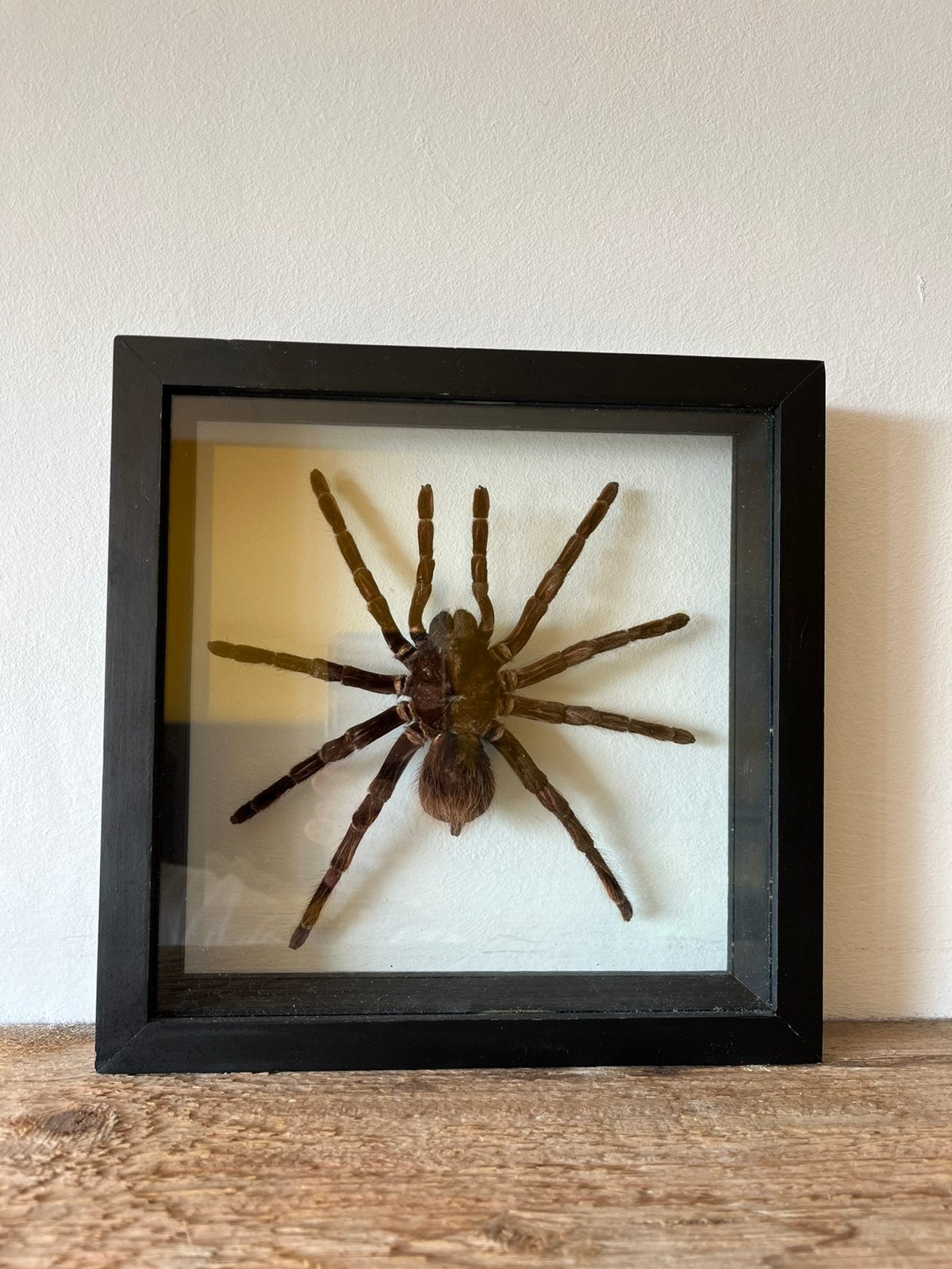 Grote opgezette vogelspin in lijst taxidermy, Verzamelen, Ophalen of Verzenden, Insect, Opgezet dier
