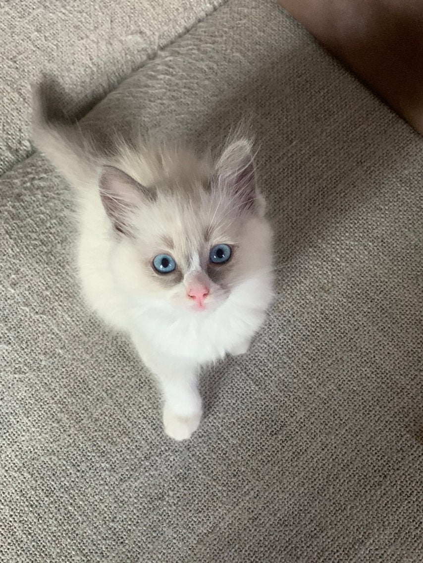 Ragdoll Dekkater lilac colourpoint, 0 tot 2 jaar