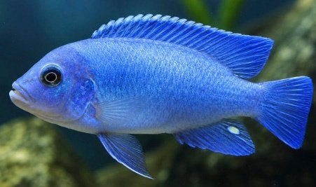 Malawi Cichliden: Maylandia callainos, Dieren en Toebehoren, Vis, Zoetwatervis