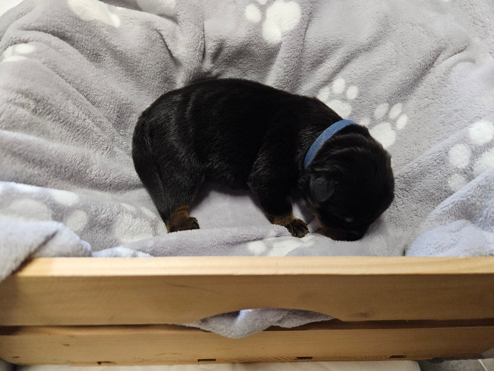 Beauceron pups met stamboom, Dieren en Toebehoren, Parvo, Reu, 8 tot 15 weken, Eén hond