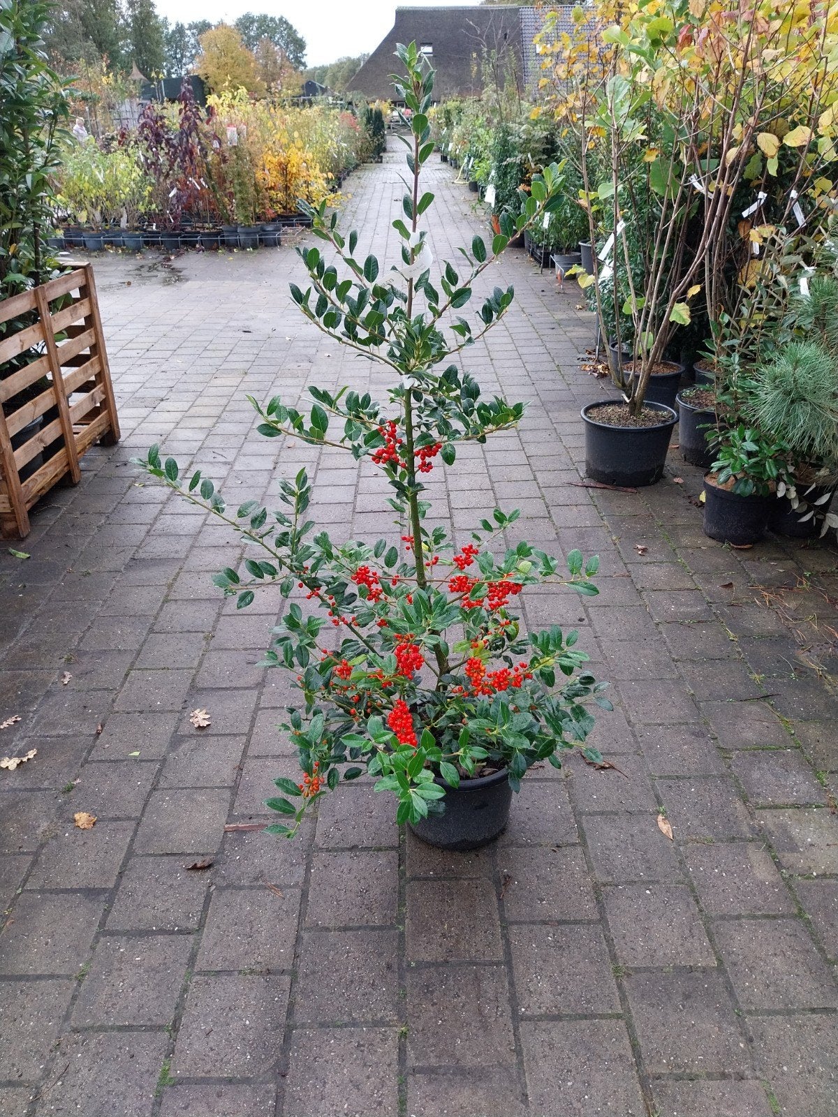 Ilex 'J.C. van Tol' - Hulst 125 cm hoog, Vaste plant, Bloeit niet, Halfschaduw, Ophalen