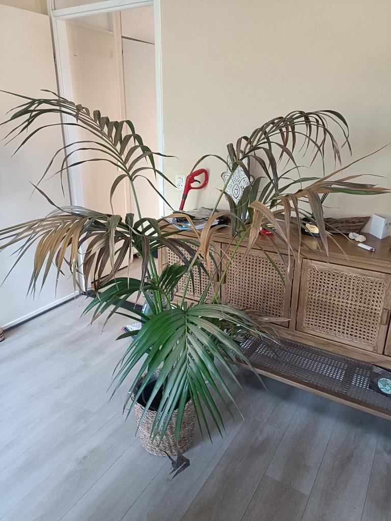 palmplant in rieten mand, Ophalen, Halfschaduw, Minder dan 100 cm
