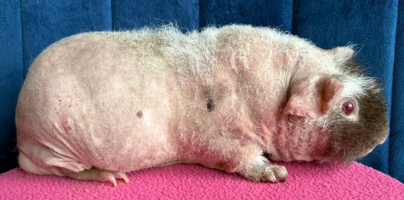 Skinny cavia slate beer, Cavia, Mannelijk, Januari, Tam