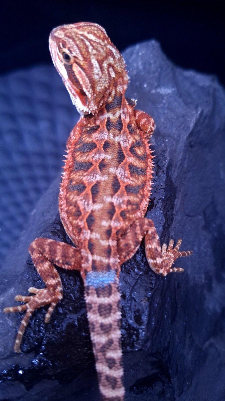 50% Red Monster Extreme Blue Tiger Man Baardagaam Bearded Dragon - male for sale from Design Dragons