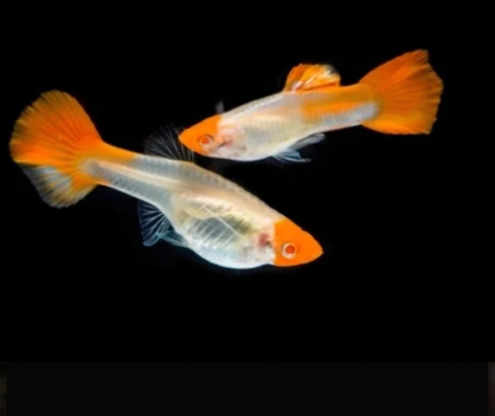 Gratis jonge Koi Guppies, Vis