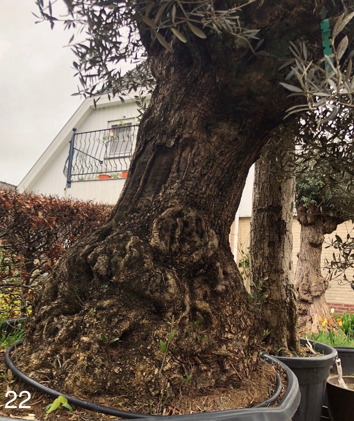 Te koop aangeboden oude olijfboom (Olea europaea)., Bloeit niet, Olijfboom, 250 tot 400 cm, Ophalen