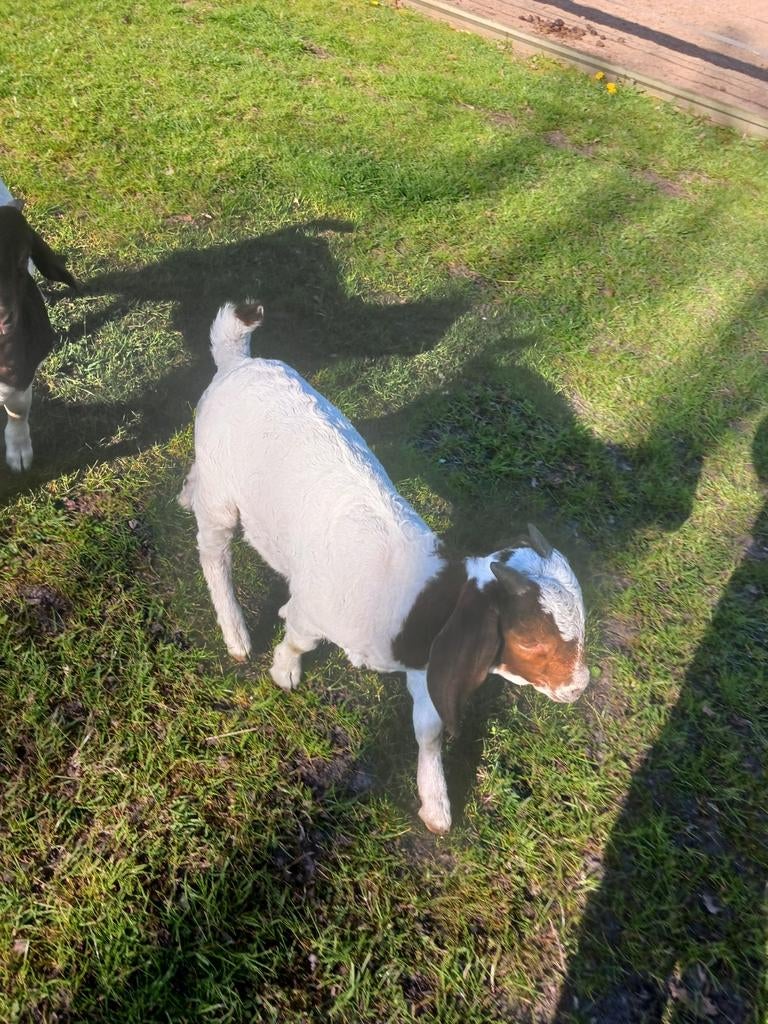2 mooie boergeit bokken te koop, Dieren en Toebehoren, Schapen, Geiten en Varkens, Mannelijk, Geit, 0 tot 2 jaar